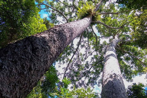 Paronella Park And Millaa Millaa Falls Full-day Tour From Cairns - Tourism Hervey Bay 1