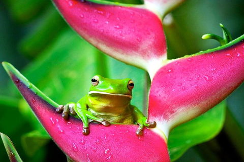 Cape Tribulation, Mossman Gorge, And Daintree Rainforest Premium Day Tour - Hervey Bay Accommodation 0