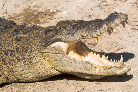 Cape Tribulation, Mossman Gorge, And Daintree Rainforest Premium Day Tour - Hervey Bay Accommodation 1