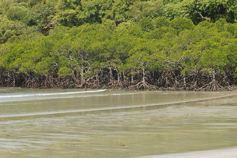 Cape Tribulation, Mossman Gorge, And Daintree Rainforest Premium Day Tour - Hervey Bay Accommodation 4