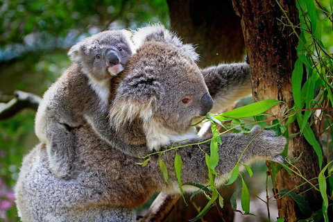 Private Two Day Great Ocean Road Tour - Hervey Bay Accommodation 2