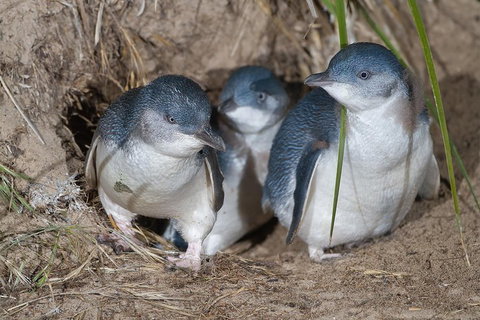 1 Day Exclusively Private Tour Of Phillip Island & The Penguin Parade - Hervey Bay Accommodation 5
