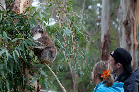 2 Day Exclusively Private Tour Of Phillip Island & The Great Ocean Road - Hervey Bay Accommodation 1