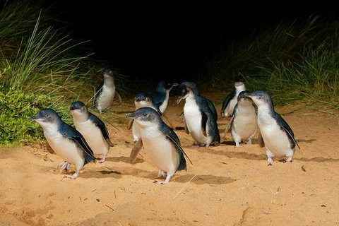 2 Day Exclusively Private Tour Of Phillip Island & The Great Ocean Road - Hervey Bay Accommodation 3
