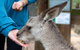 Private Blue Mountains Escape The Crowds SUV Tour - thumb 2
