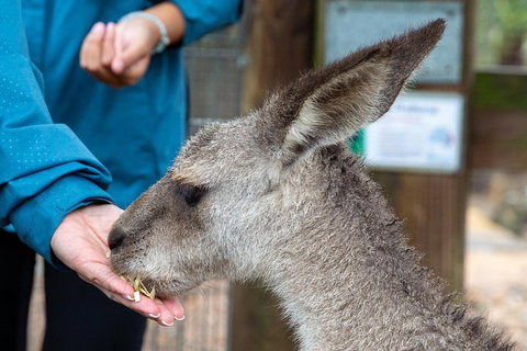 Private Blue Mountains Escape The Crowds SUV Tour - Hervey Bay Accommodation 2