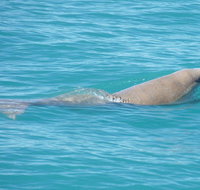 Snubfin Dolphin Eco Cruise from Broome - Hervey Bay Accommodation