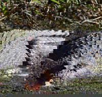 Full Day Tour in the Daintree - Hervey Bay Accommodation