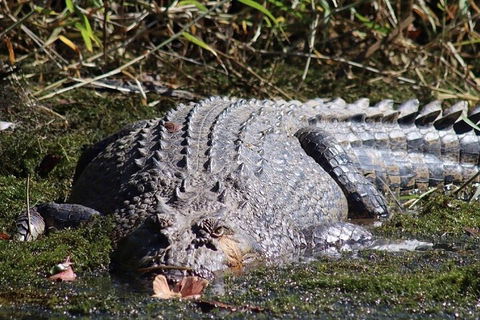 Full Day Tour In The Daintree - Hervey Bay Accommodation 0