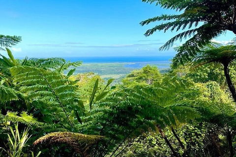 Full Day Tour In The Daintree - Hervey Bay Accommodation 5