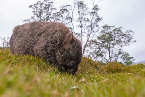 3-Day Cradle Mountain Photography Workshop - Hervey Bay Accommodation 0