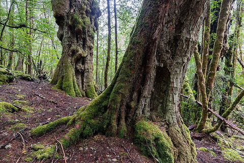 3-Day Cradle Mountain Photography Workshop - Hervey Bay Accommodation 1