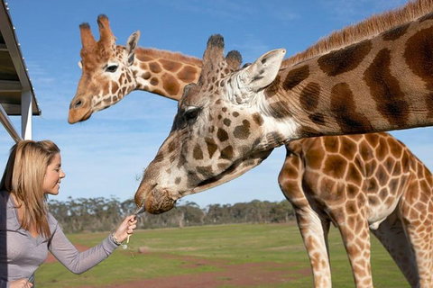 Melbourne City Card (2 Days): Visit Unlimited Attractions! - Hervey Bay Accommodation 1