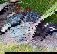 Private Blue Mountains Tour with Kangaroo and Koala Experience - Hervey Bay Accommodation