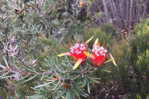 Private Blue Mountains Tour With Kangaroo And Koala Experience - Hervey Bay Accommodation 4