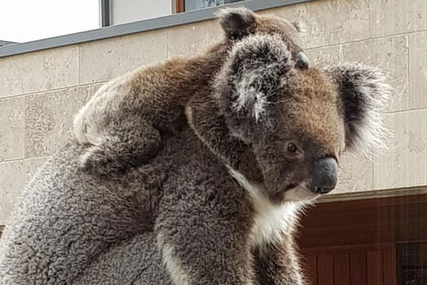 Adelaide Shore Excursion: Adelaide City Tour By Private Limo - Tourism Hervey Bay 4