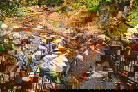 Full-day Springbrook National Park Tour from the Gold Coast, Surfers Paradise