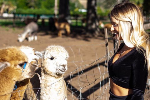 O'Reilly's & Lamington National Park Incl. Alpaca Farm + Vineyard - Hervey Bay Accommodation 3