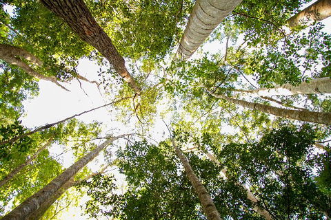 Fraser Island 4WD Tour From Noosa - Hervey Bay Accommodation 0
