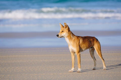 Fraser Island 4WD Tour From Noosa - Hervey Bay Accommodation 5