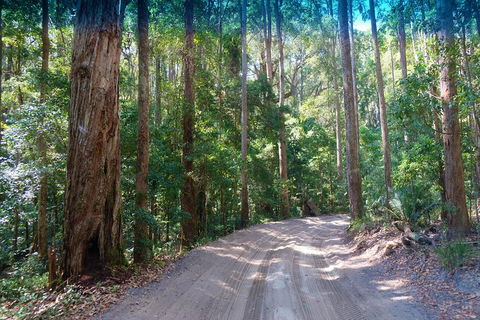 Fraser Island 4WD Tour From Rainbow Beach - Hervey Bay Accommodation 4