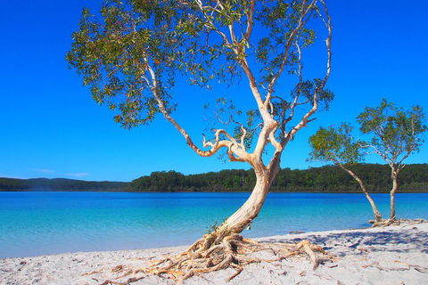 Fraser Island 4WD Tour From Rainbow Beach - Hervey Bay Accommodation 5
