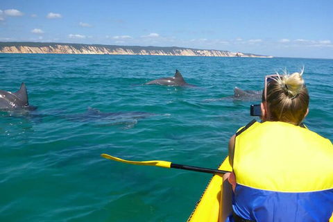 Kayak With Dolphins And 4WD Great Beach Drive Day Trip From Noosa - Hervey Bay Accommodation 1