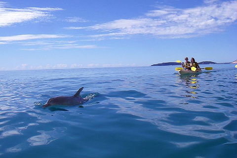 Kayak With Dolphins And 4WD Great Beach Drive Day Trip From Noosa - Hervey Bay Accommodation 2