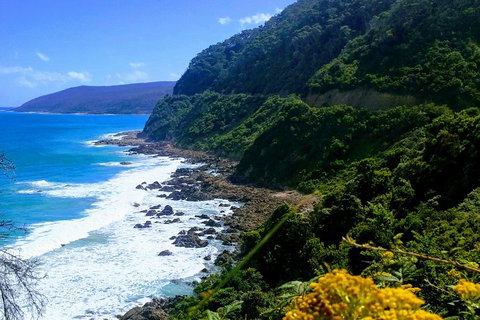 Great Ocean Road Adventure - Private Tour - Reverse - Hervey Bay Accommodation 3