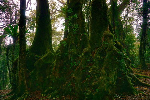 Private Tour - Rainforest & Waterfalls Extravaganza - Hervey Bay Accommodation 5