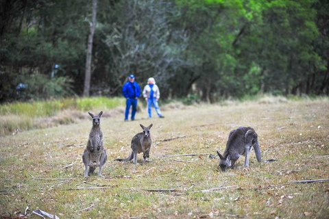 Private Blue Mountains And Winery Day-Trip From Sydney - Hervey Bay Accommodation 5