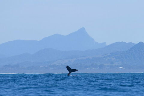 The Byron Bay Sea Kayak Tour - Hervey Bay Accommodation 0