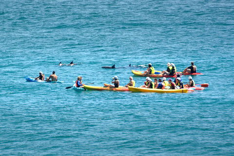 The Byron Bay Sea Kayak Tour - Hervey Bay Accommodation 1