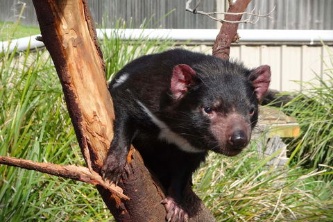 Tasmania 4 Day East Coast + Launceston - Hervey Bay Accommodation 2