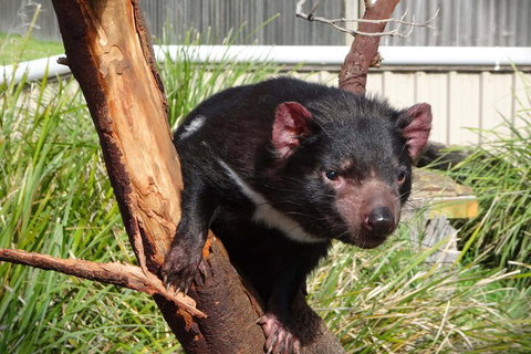 6-Day Tasmania Small-Group Guided Tour With Gourmet Food - Hervey Bay Accommodation 1