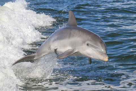 Noosa Oceanrider Scenic Dolphin Safari - Hervey Bay Accommodation 0