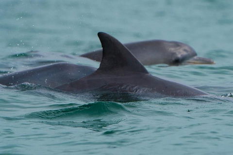 Noosa Oceanrider Scenic Dolphin Safari - Hervey Bay Accommodation 1