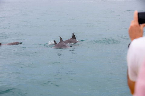 Noosa Oceanrider Scenic Dolphin Safari - Hervey Bay Accommodation 2