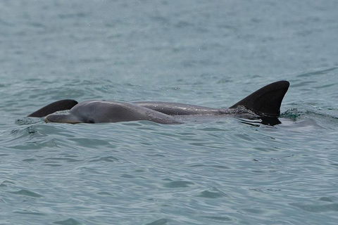 Noosa Oceanrider Scenic Dolphin Safari - Hervey Bay Accommodation 3