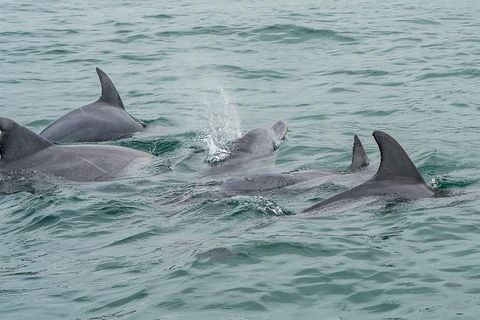 Noosa Oceanrider Scenic Dolphin Safari - Hervey Bay Accommodation 5