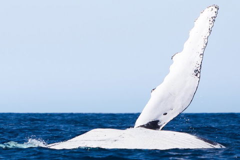 2-Hour Guided Whale Watching Tour At Noosa - Hervey Bay Accommodation 0