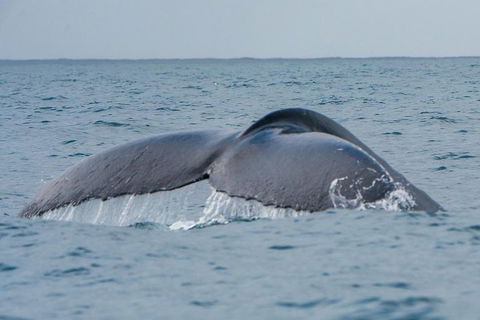 2-Hour Guided Whale Watching Tour At Noosa - Hervey Bay Accommodation 1