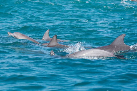 2-Hour Guided Whale Watching Tour At Noosa - Hervey Bay Accommodation 2