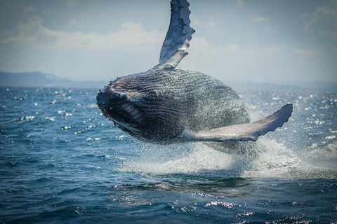 2-Hour Guided Whale Watching Tour At Noosa - Hervey Bay Accommodation 3