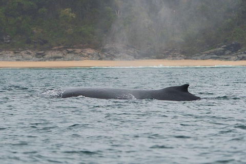 2-Hour Guided Whale Watching Tour At Noosa - Hervey Bay Accommodation 5