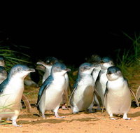 Phillip Island Penguins Private Tour - Hervey Bay Accommodation