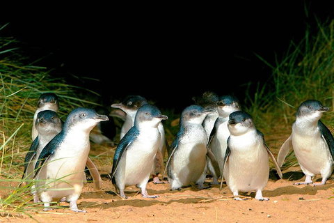 Phillip Island Penguins Private Tour - Hervey Bay Accommodation 0