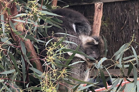 Phillip Island Penguins Private Tour - Hervey Bay Accommodation 2