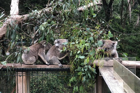 Phillip Island Penguins Private Tour - Hervey Bay Accommodation 3