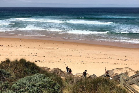 Phillip Island Penguins Private Tour - Hervey Bay Accommodation 4